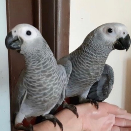 african-grey-parrots-for-sale-big-0