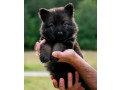 german-shepherd-puppies-for-adoption-and-rehoming-near-you-small-0