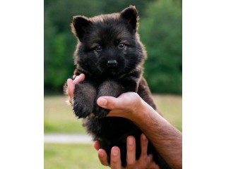 German shepherd puppies for adoption and rehoming near you