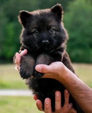 german-shepherd-puppies-for-adoption-and-rehoming-near-you-big-0