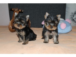 Cute Yorkshire Terrier for Sale