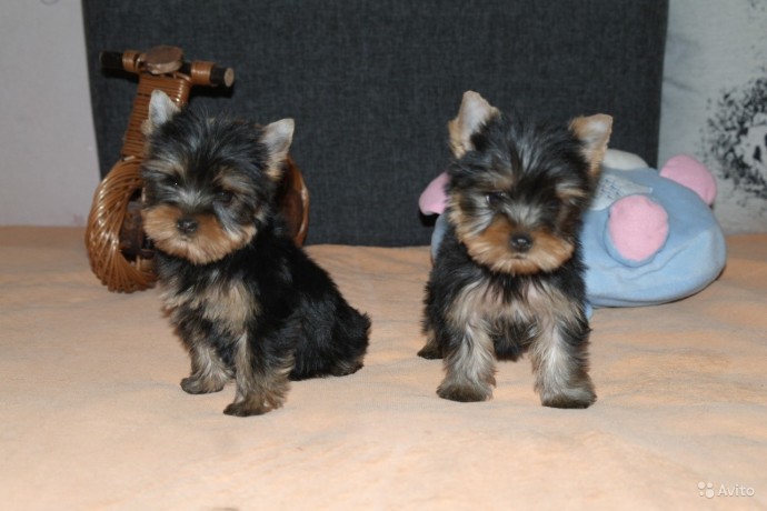 cute-yorkshire-terrier-for-sale-big-0