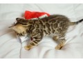 gorgeous-bengal-kittens-at-affordable-prices-small-1