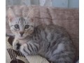 gorgeous-bengal-kittens-at-affordable-prices-small-0