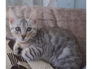 Gorgeous Bengal kittens at affordable prices