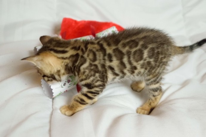 gorgeous-bengal-kittens-at-affordable-prices-big-1