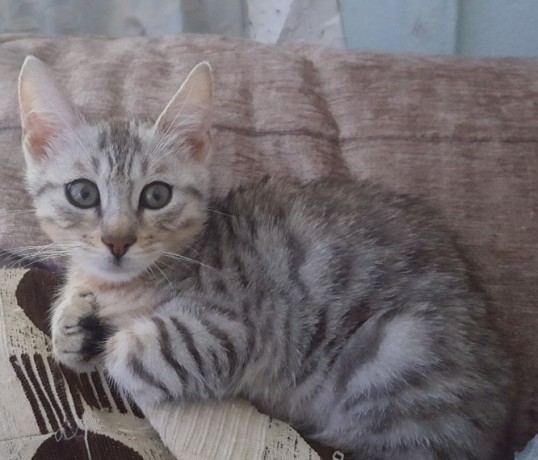gorgeous-bengal-kittens-at-affordable-prices-big-0