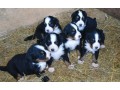 funny-bernese-mountain-dog-puppies-small-2