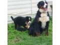 funny-bernese-mountain-dog-puppies-small-0
