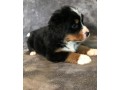 funny-bernese-mountain-dog-puppies-small-1