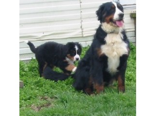 Funny Bernese Mountain dog Puppies