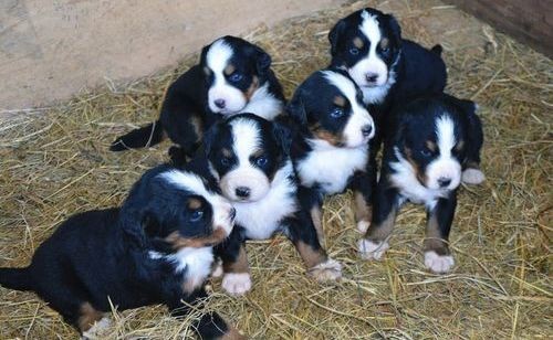 funny-bernese-mountain-dog-puppies-big-2