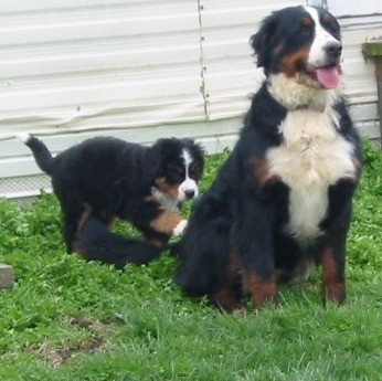 funny-bernese-mountain-dog-puppies-big-0