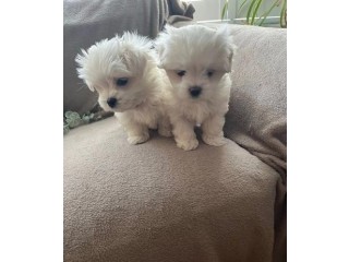 Teacup Maltese Puppies for sale