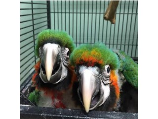Cute Catalina baby macaw parrots available