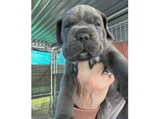 Cane Corso Puppies for sale