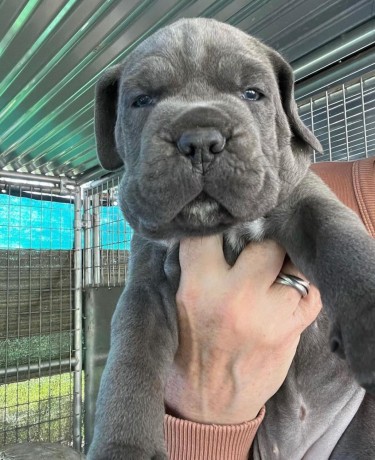 cane-corso-puppies-for-sale-big-0