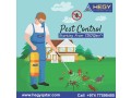 best-pest-control-service-in-qatar-small-0