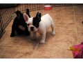 trained-french-bulldog-puppies-text-call-small-0