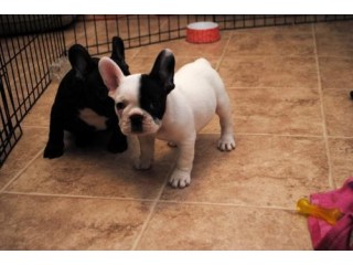 Trained French Bulldog Puppies Text /call