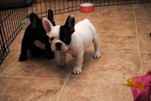 trained-french-bulldog-puppies-text-call-big-0